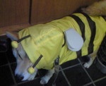 201004050619000.jpg